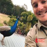 Expert employee sharing rooftop with a peacock while setting up solar panels