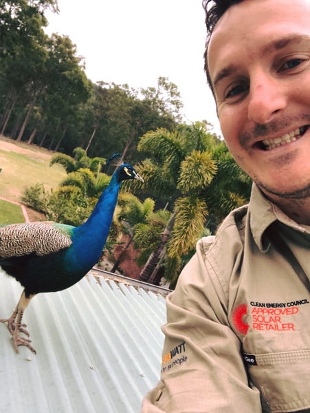 Expert employee sharing rooftop with a peacock while setting up solar panels